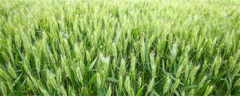 小麦起源 小麦起源于中国吗