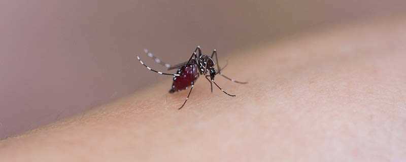 蚊子怕风油精的味道吗 风油精可以驱蚊吗可以防蚊子吗